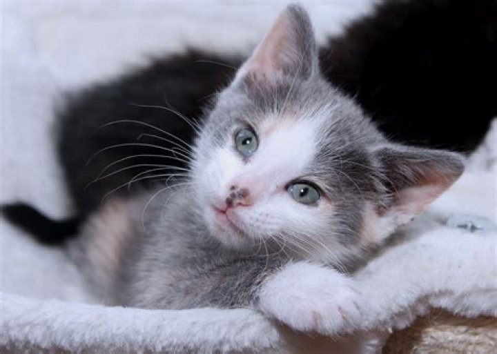 Unveiling the Beauty of the Dilute Calico Kitten