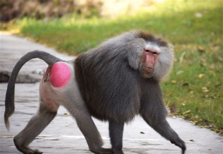Discovering the Unique World of the Red Butt Baboon